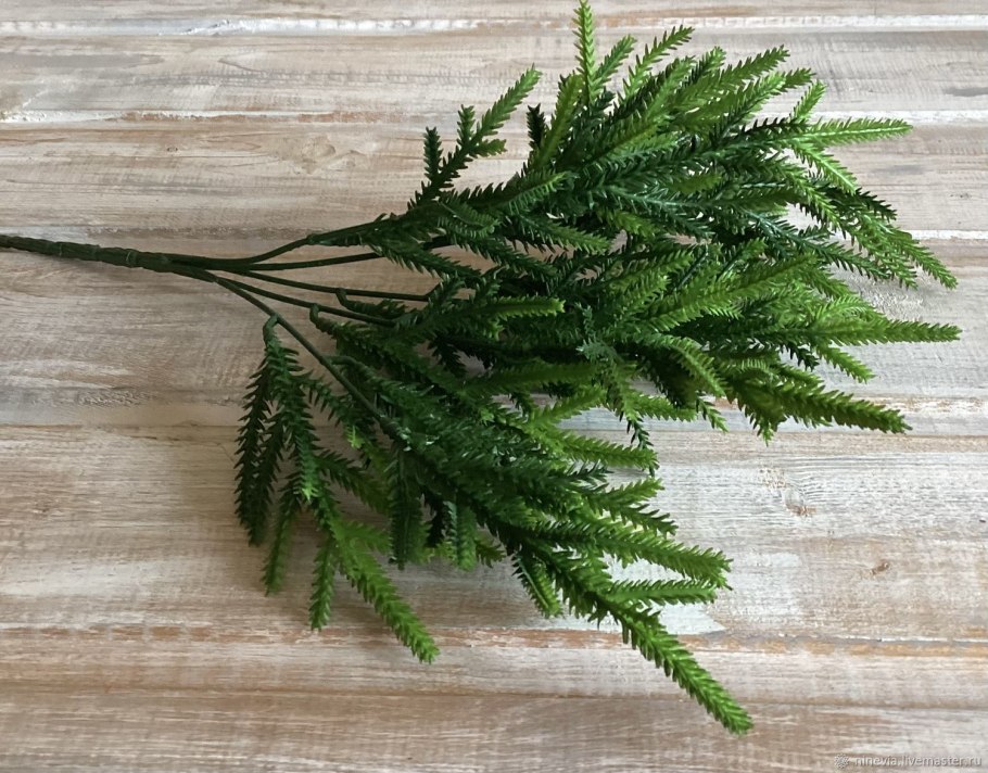 Папоротник селагинелла