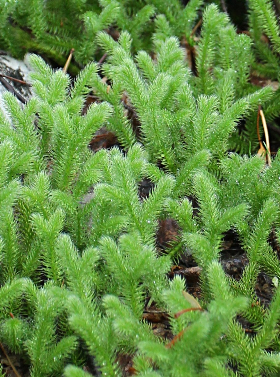 Плаун растение