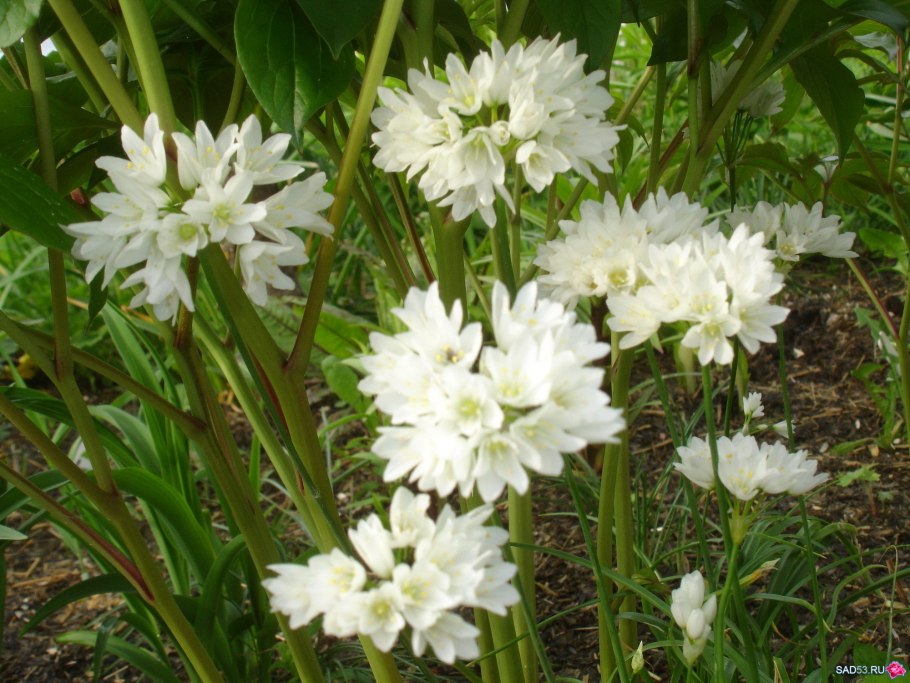 Бесплатно фото кавказский чеснок