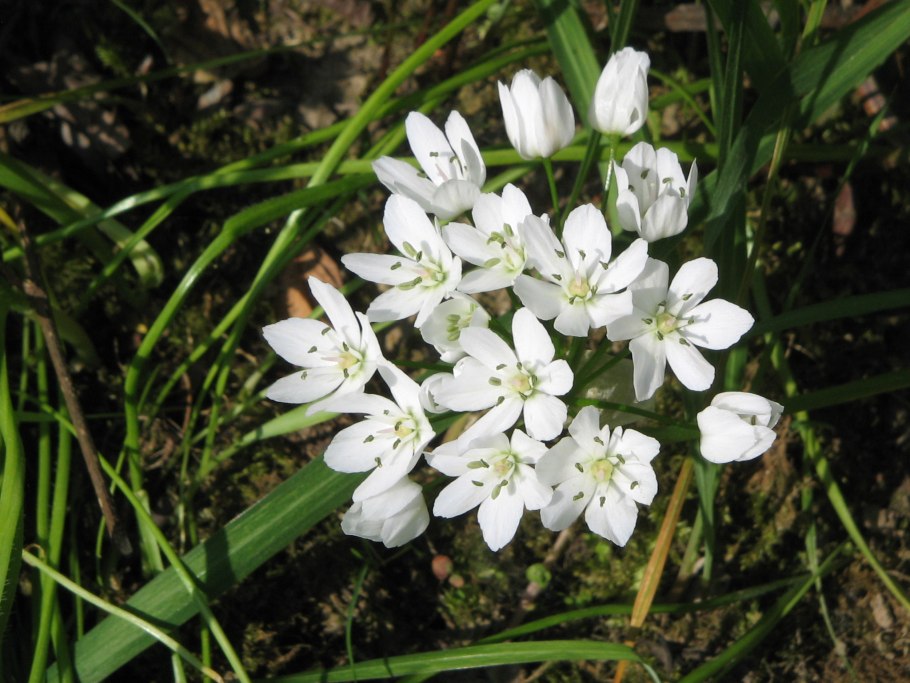 Аллиум Неаполитанский белый