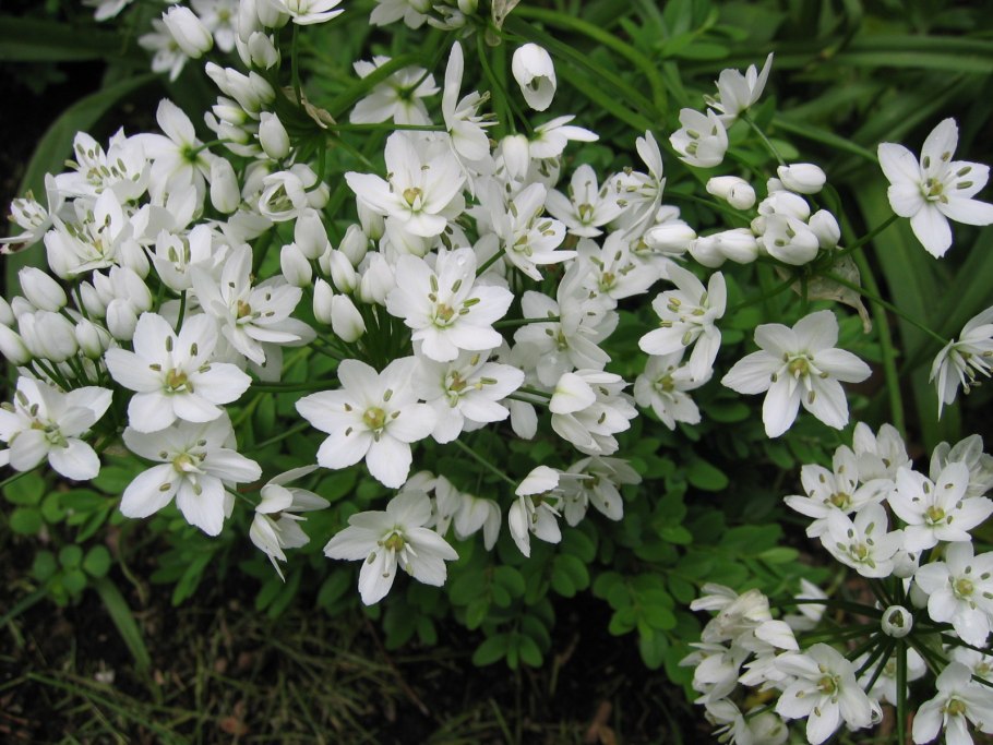 Аллиум Неополитанум