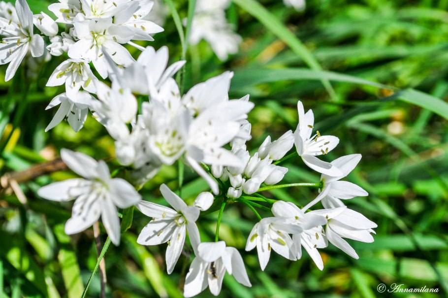 Аллиум Неаполитанский белый