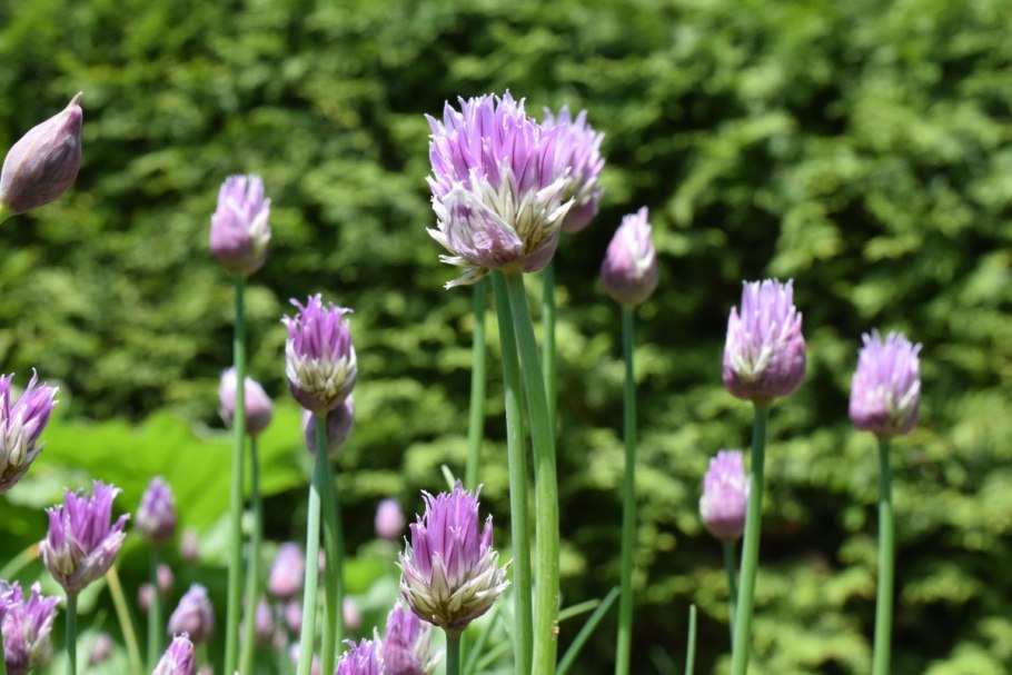 Allium aflatunense