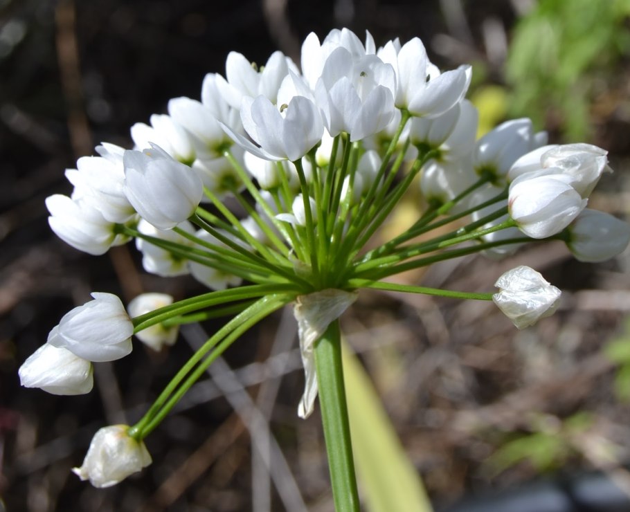 Лук туберозум