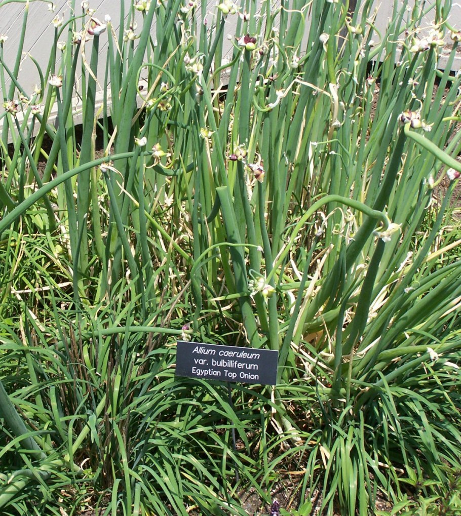 Neapolitanum аллиум