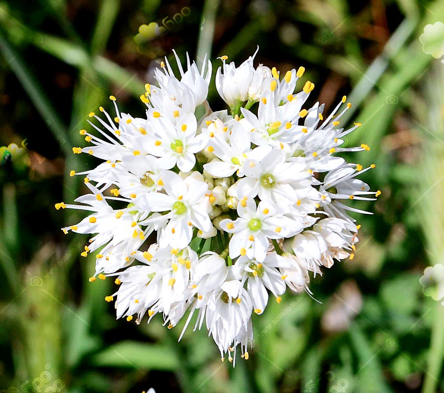 Allium fistulosum