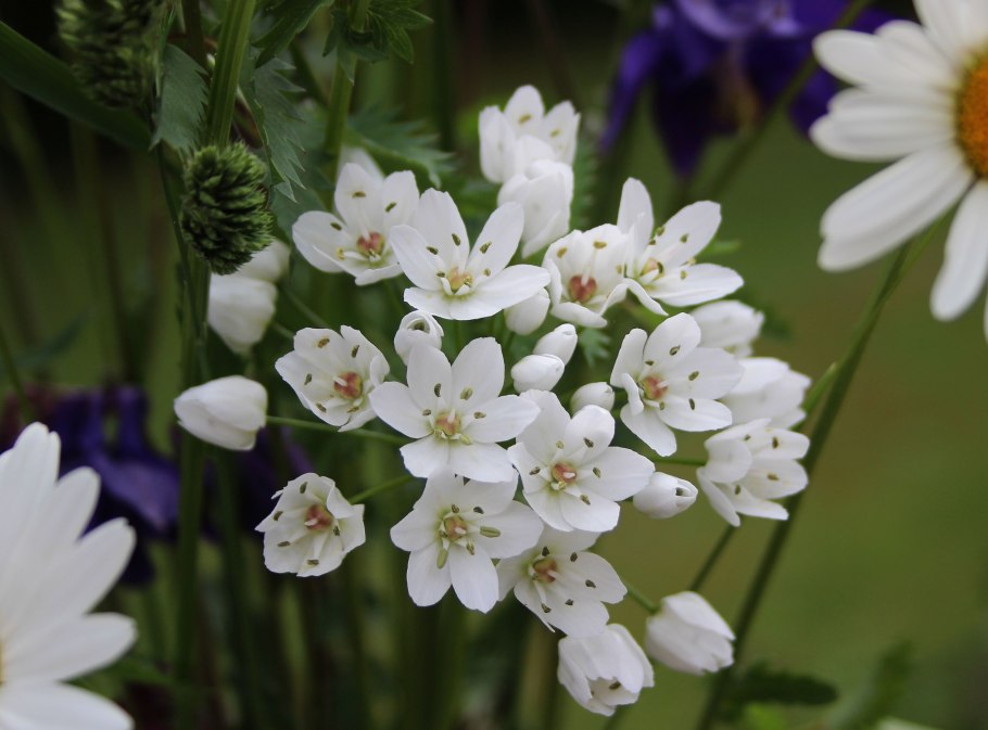 Аллиум неаполитано