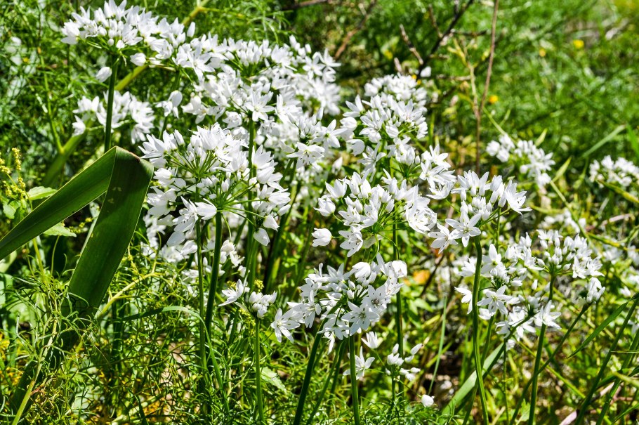 Лук декоративный белый