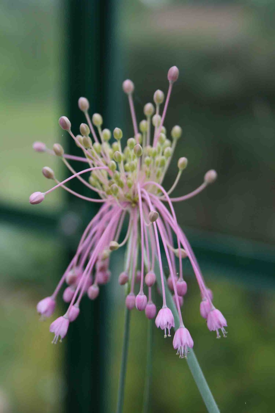 Лук хорошенький allium pulchellum