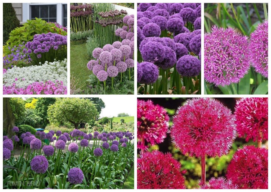 Лук аллиум суворова