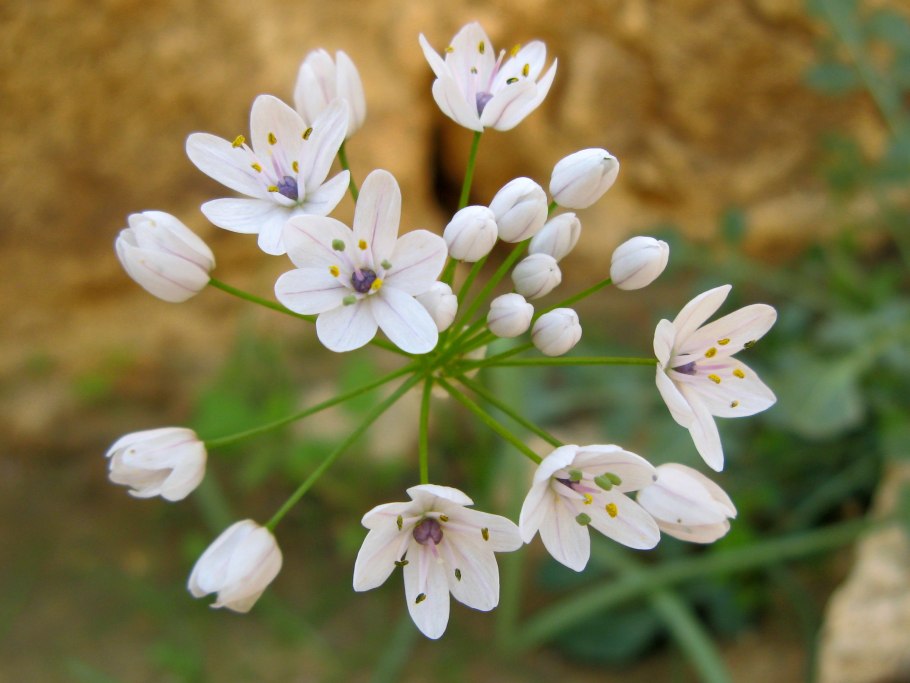 Аллиум Неаполитанский белый