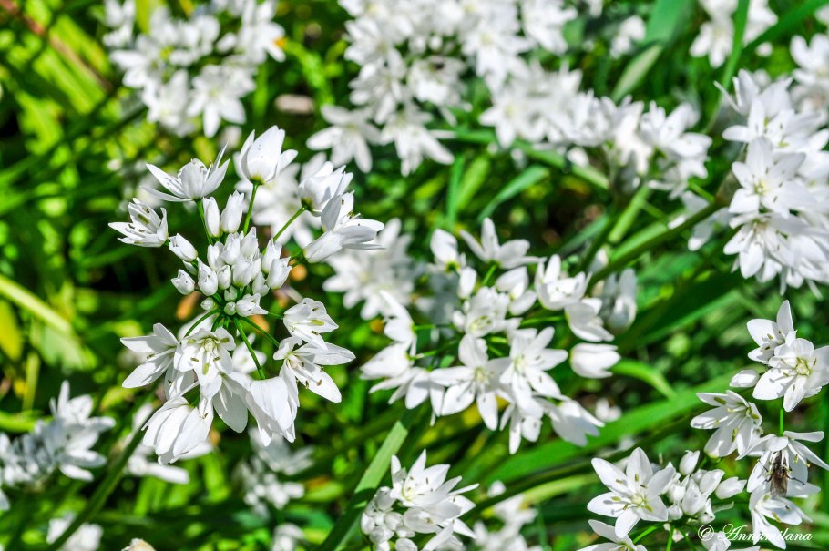 Аллиум Неаполитанский белый