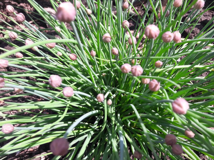 Allium neapolitanum Brownies VIP Roses