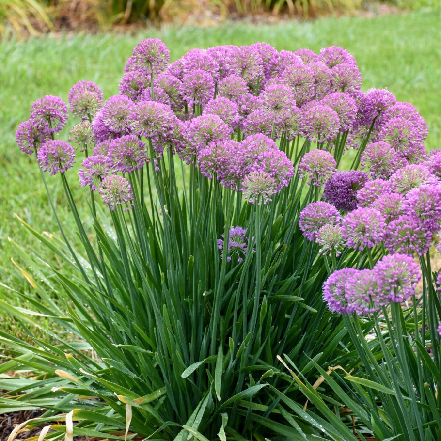 Allium scorodoprasum