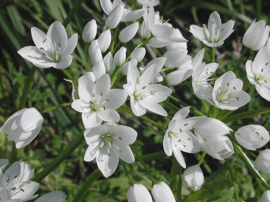 Аллиум Неаполитанский