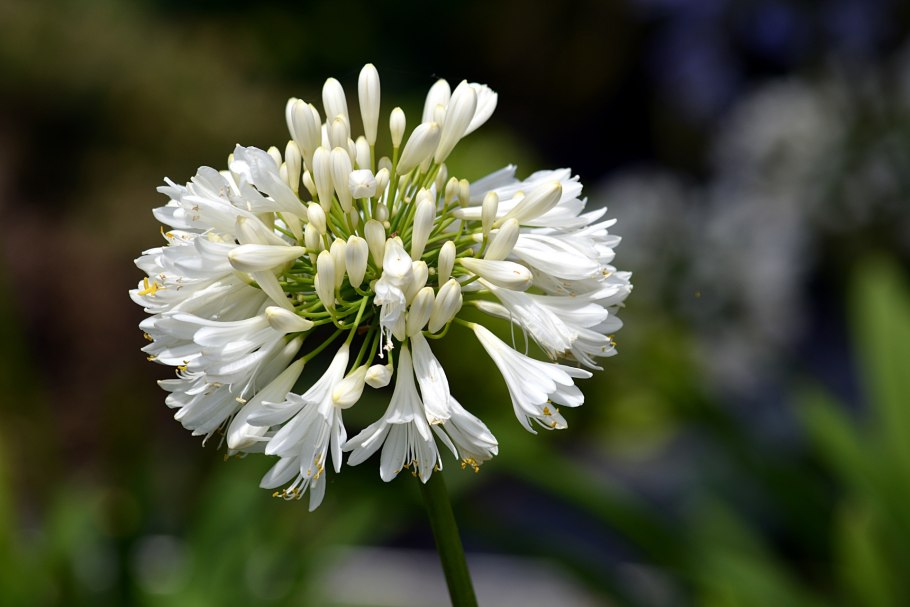 Агапантус альбус