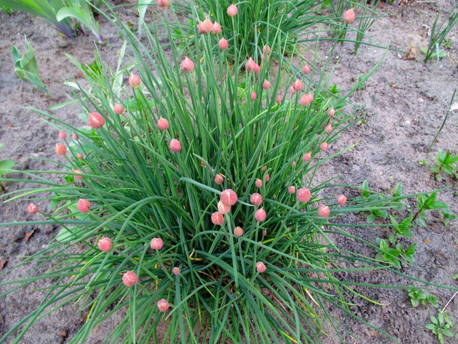 Декоративный лук шнитт