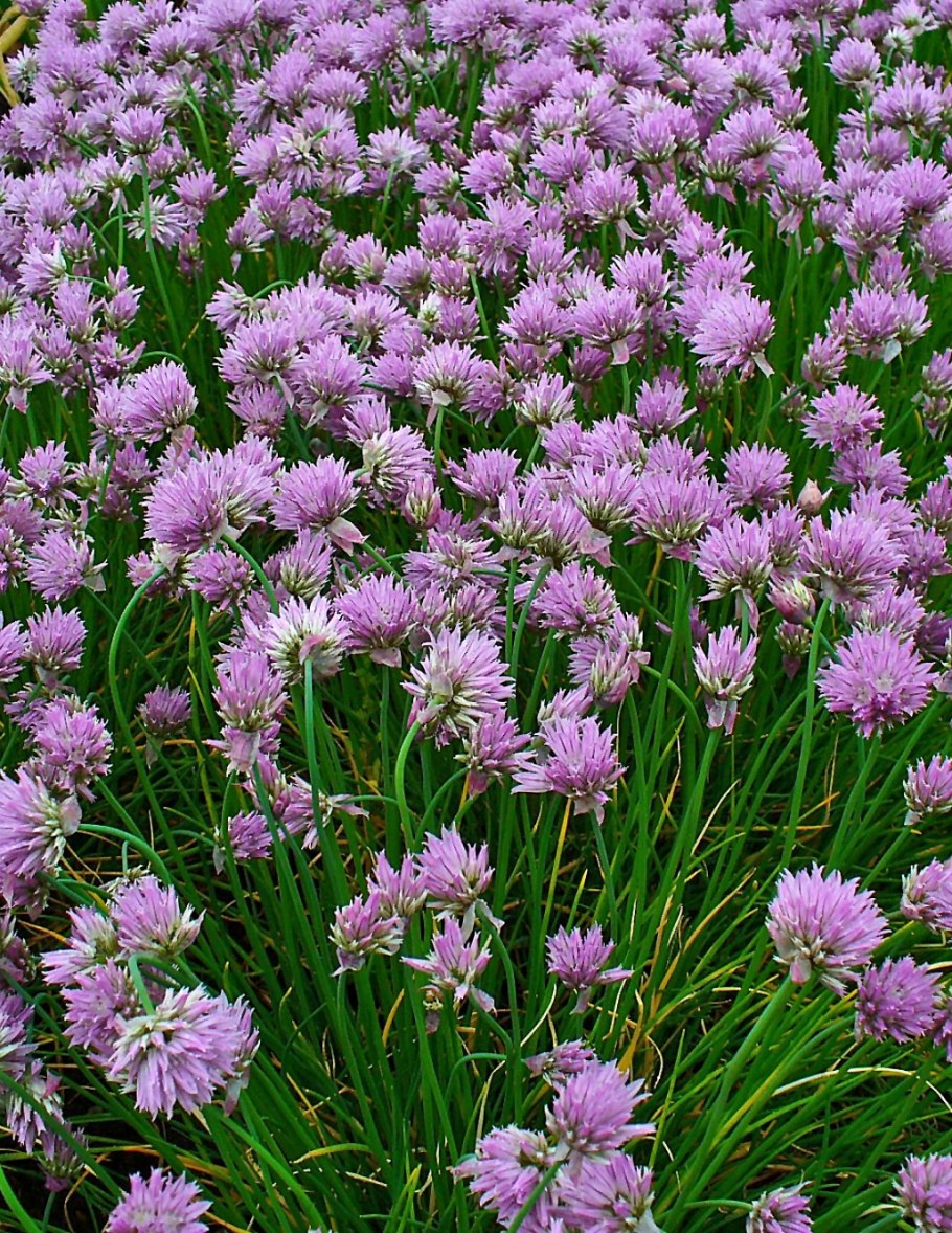 Лук шнитт (лук скорода)