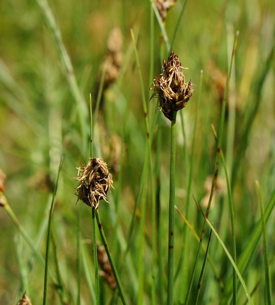 Осока двудомная Carex dioica l.