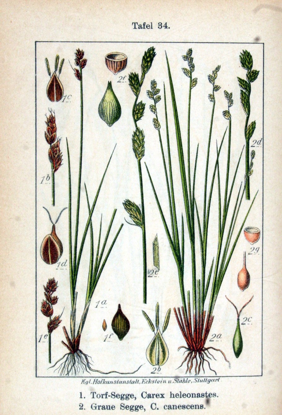 Осока на болотах