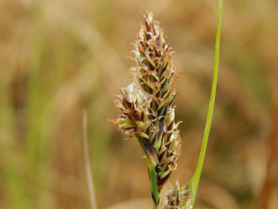 Carex disticha