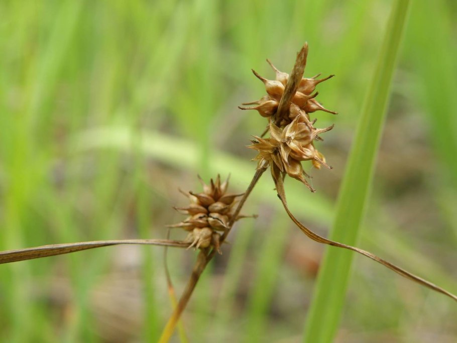 Осока острая (Carex acuta)