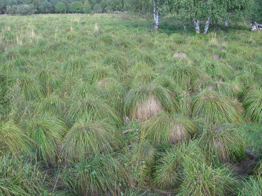 Carex cespitosa