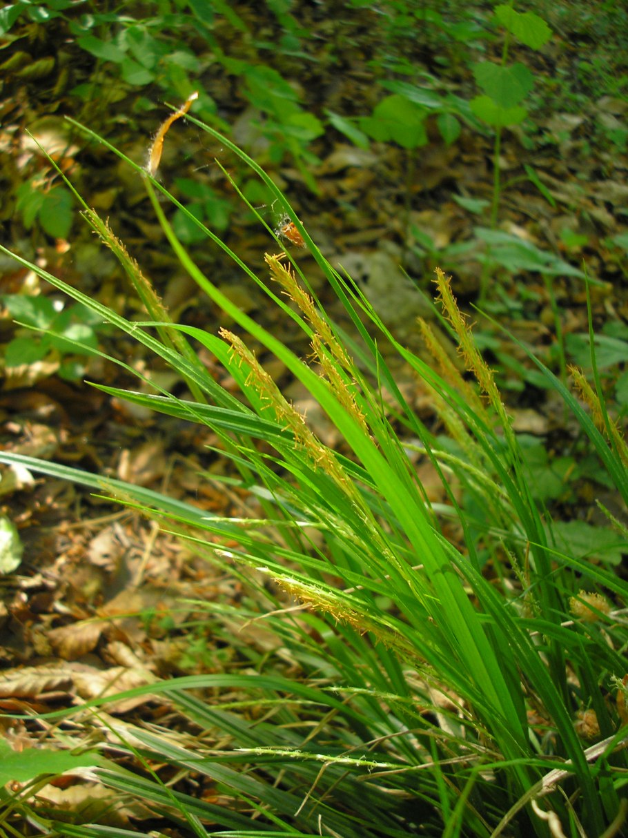 Осока парвская (Carex brevicollis d, с.).