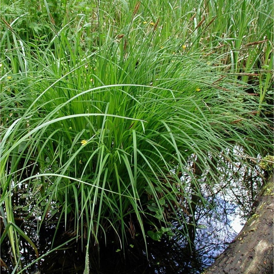 Осока Арнелла (Carex arnellii)