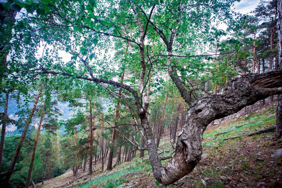 Реликтовая Березовая роща