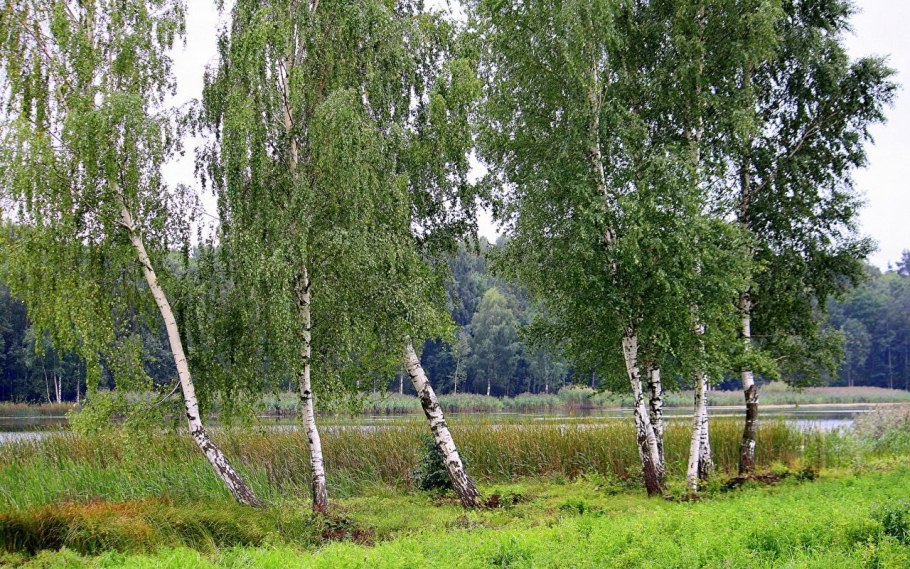 Березовая роща береза повислая