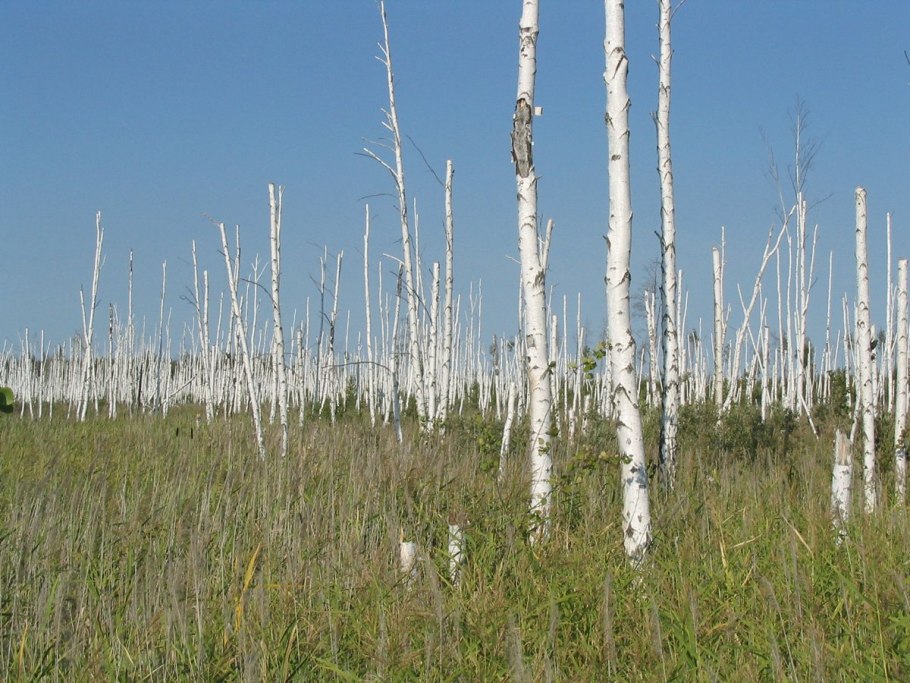 Карельская повислая береза