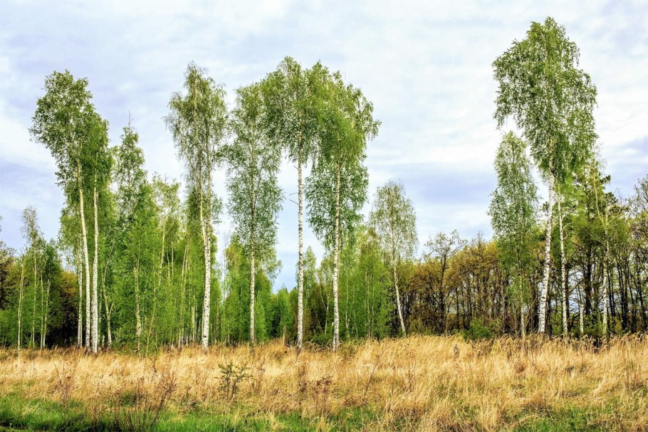 Березы панорама