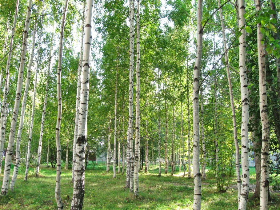 Береза снизу