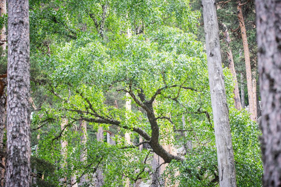 Березовая роща Томск