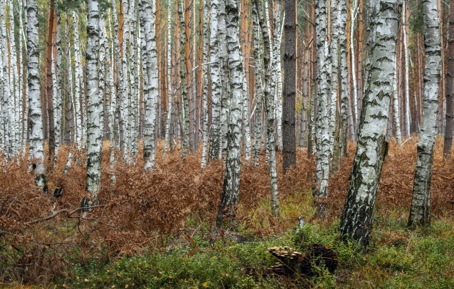 Насибаш Березовая роща