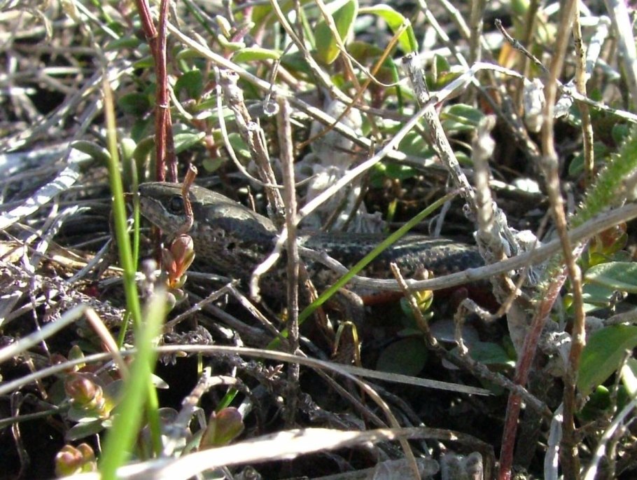 Березовая роща Пермь