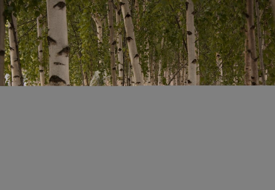 Silver Birch Trees
