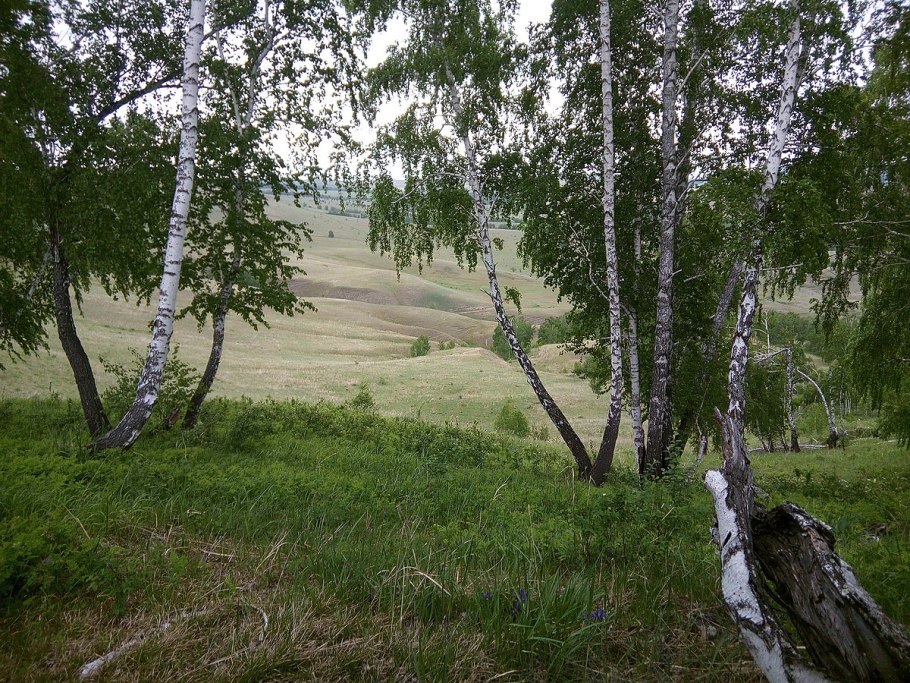 Рощица роща