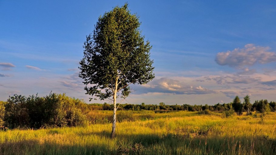 Одинокая береза