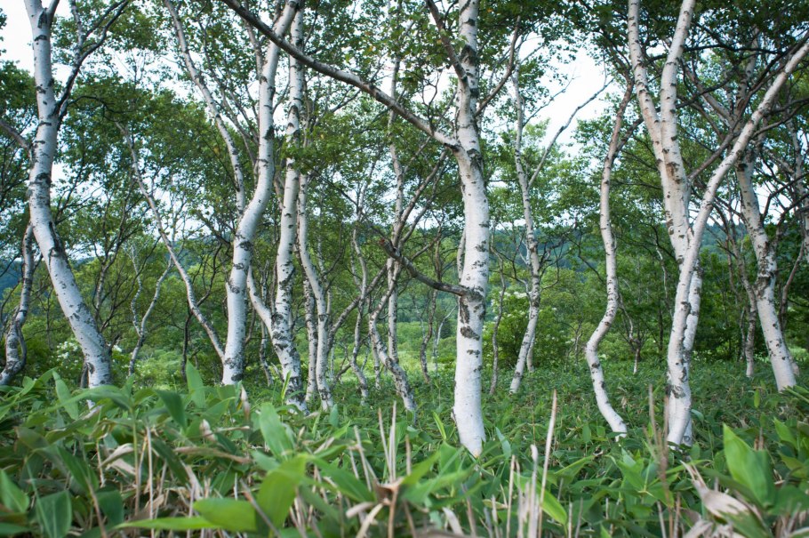 Береза каменная (Эрмана)