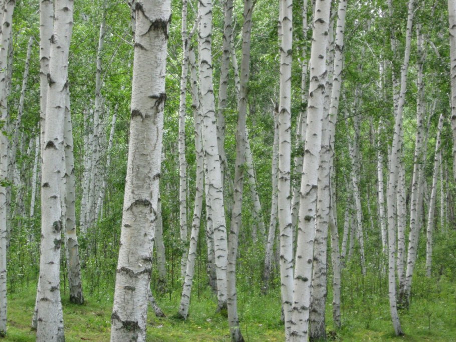 Birch белая