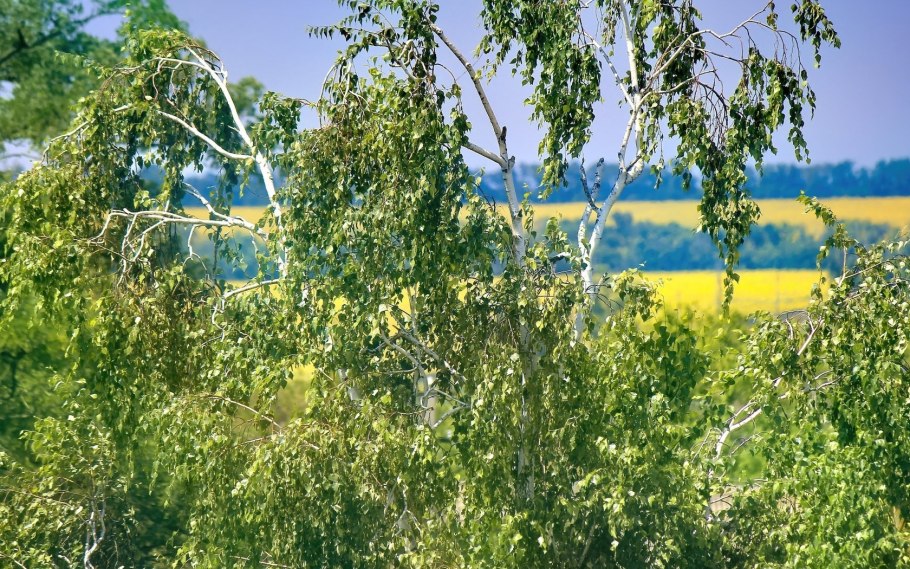 150 Летняя береза