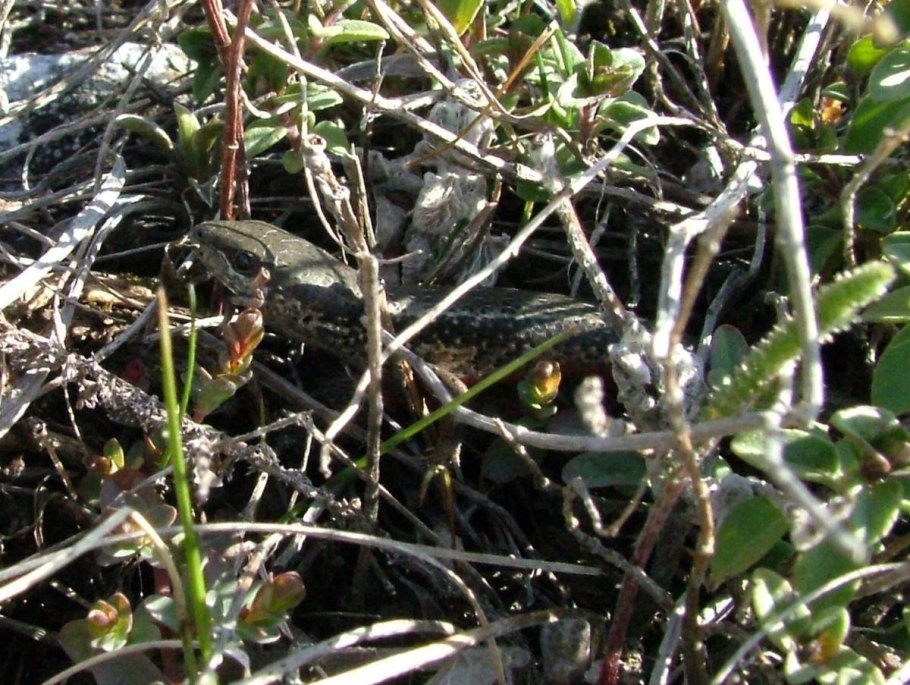 Природа березы