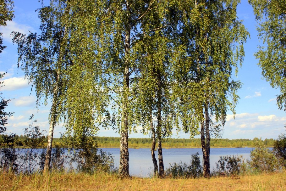 Берёза (лат. Bétula)