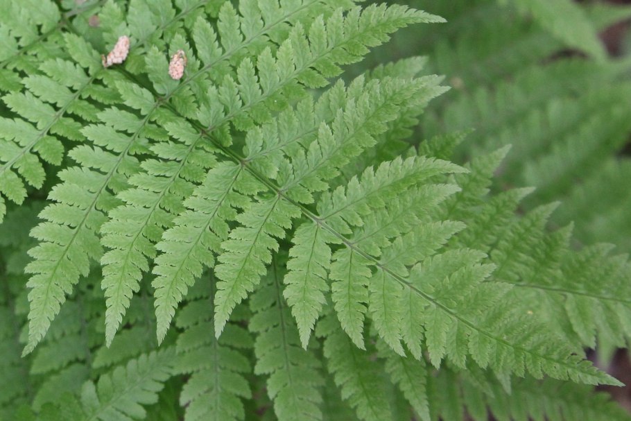 Щитовник китайский dryopteris chinensis