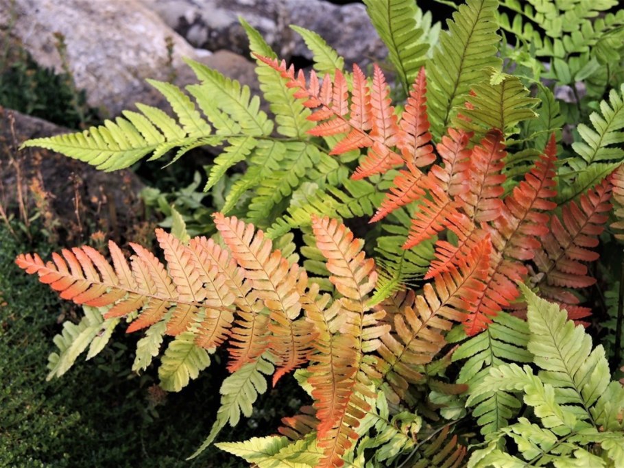 Щитовник пахучий dryopteris fragrans