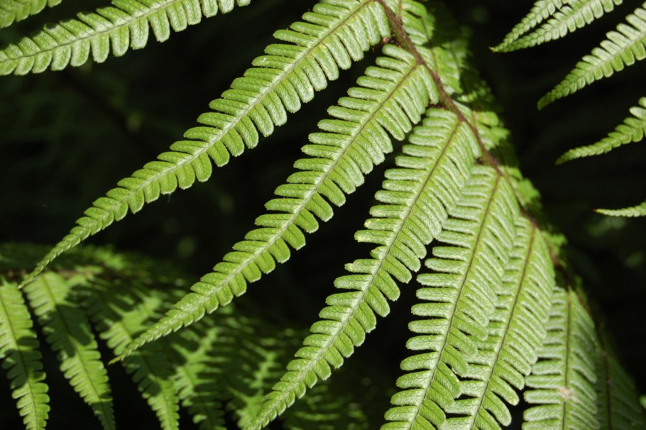 Щитовник Картузиуса