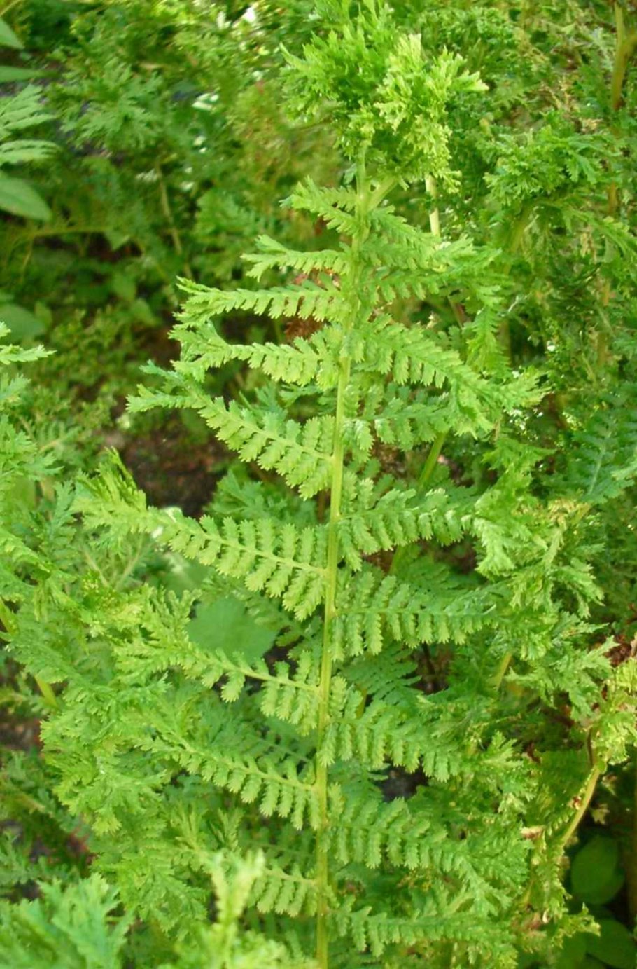 Отдел Папоротниковидные