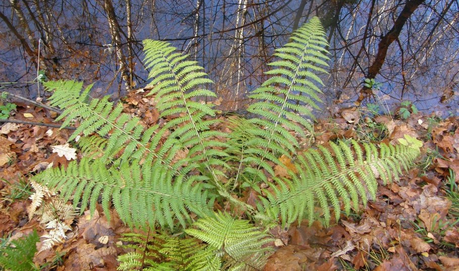 Щитовник мужской dryopteris filix-mas